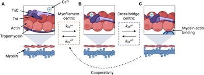 Methods for assessing cardiac myofilament calcium sensitivity